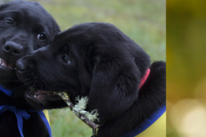 Canine for companions independence