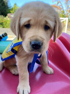 close up of a canine companion puppy