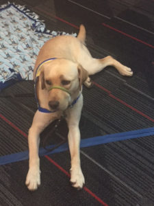 Canine Companions for Independence in training - Lotus