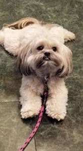 You don't need to be human to join the party!