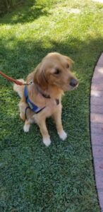 Canine for companions dog