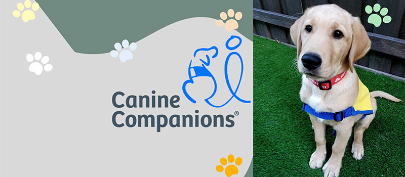 Learn Everything you Need to Know About Canine Companions